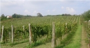 Vinohrad Danczi