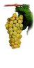 Ribolla riminese