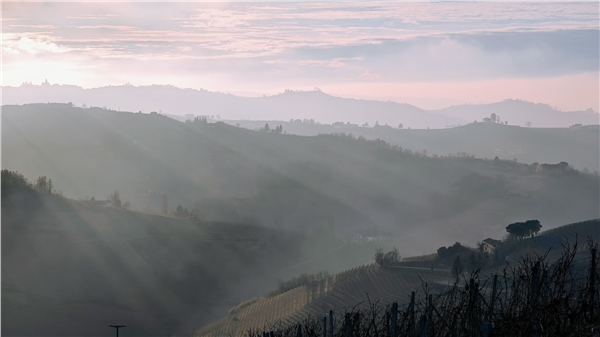 nebbiolo_2025_10
