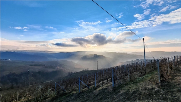 nebbiolo_25_20