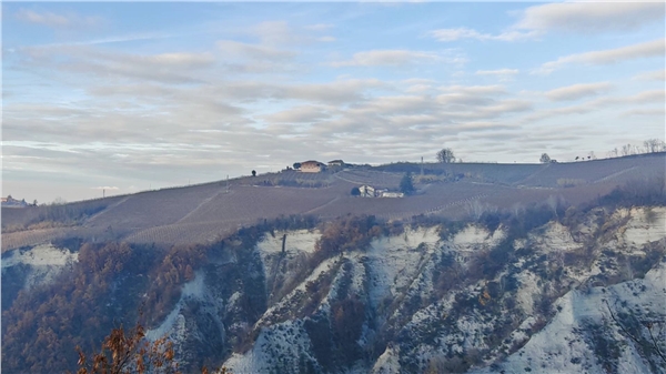 nebbiolo_25_22